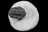 Gerastos Trilobite Fossil - Morocco #87570-1
